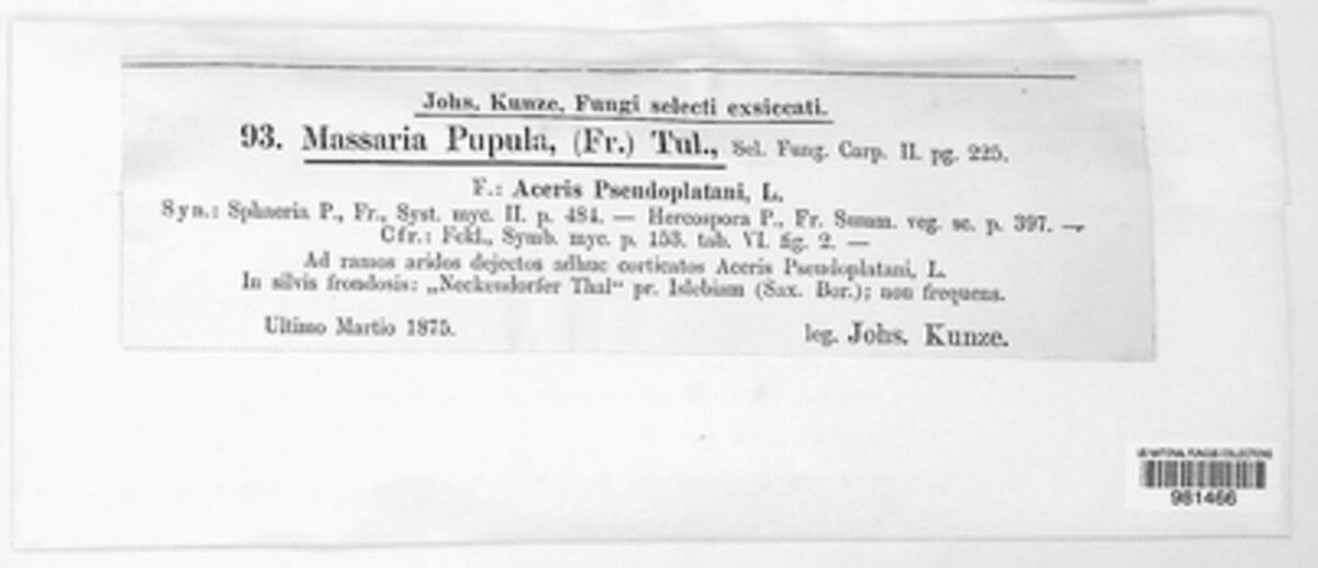 Splanchnonema pupula image